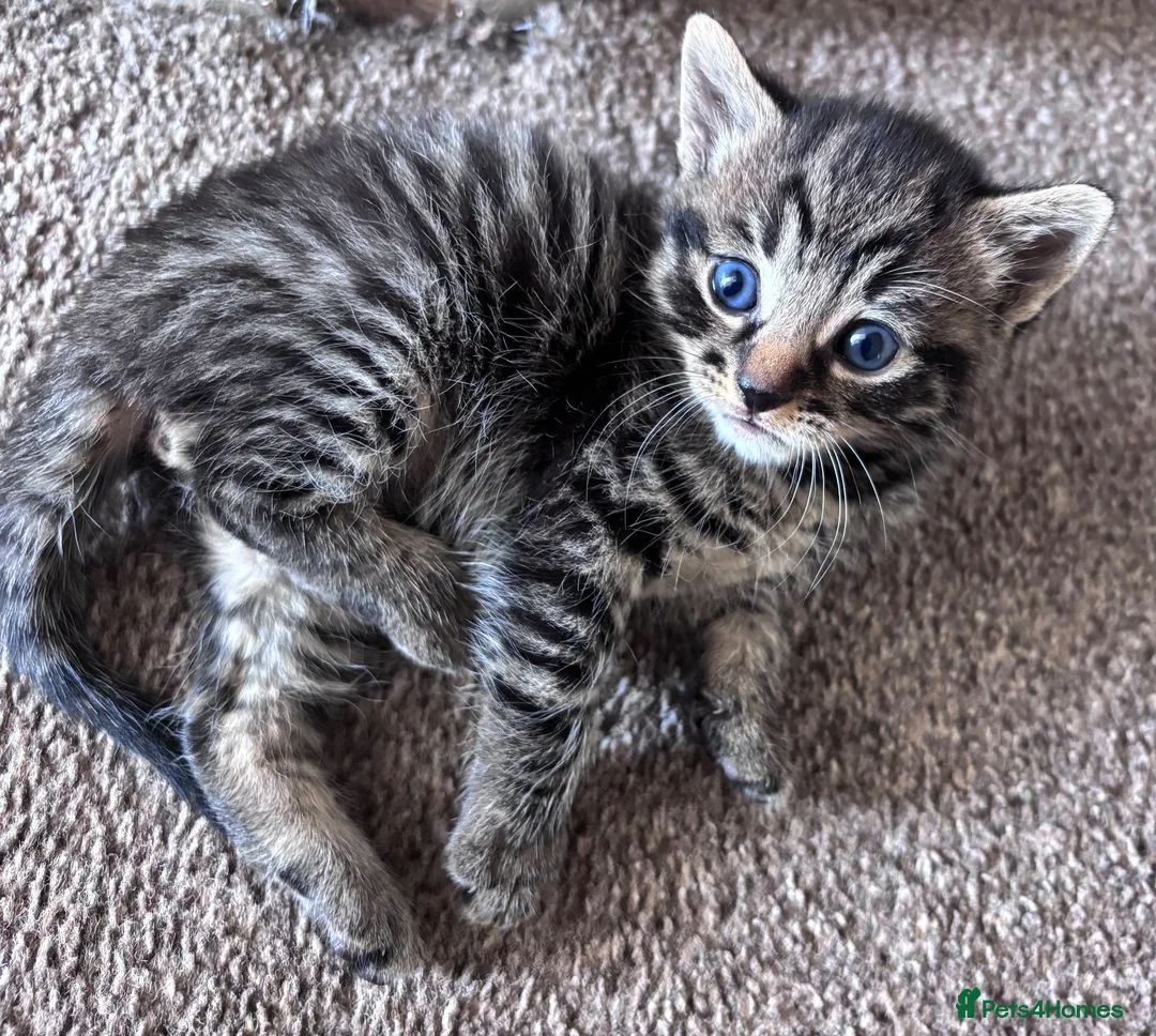 Mixed Breed cats for sale: Beautiful fluffy kittens - Advert 18