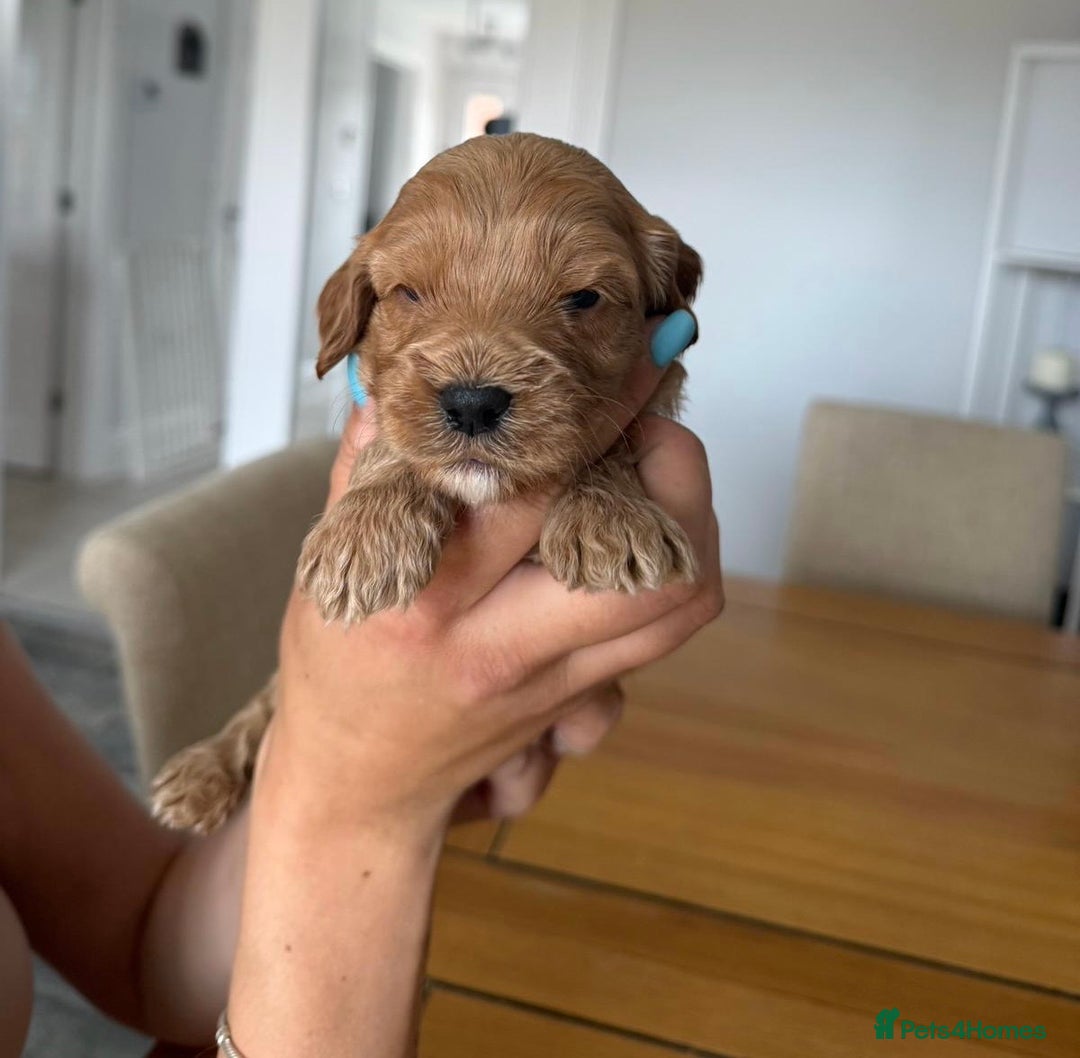 Cockapoo dogs for sale: Red fox mini Cockapoo puppies in Alfreton - Image 11