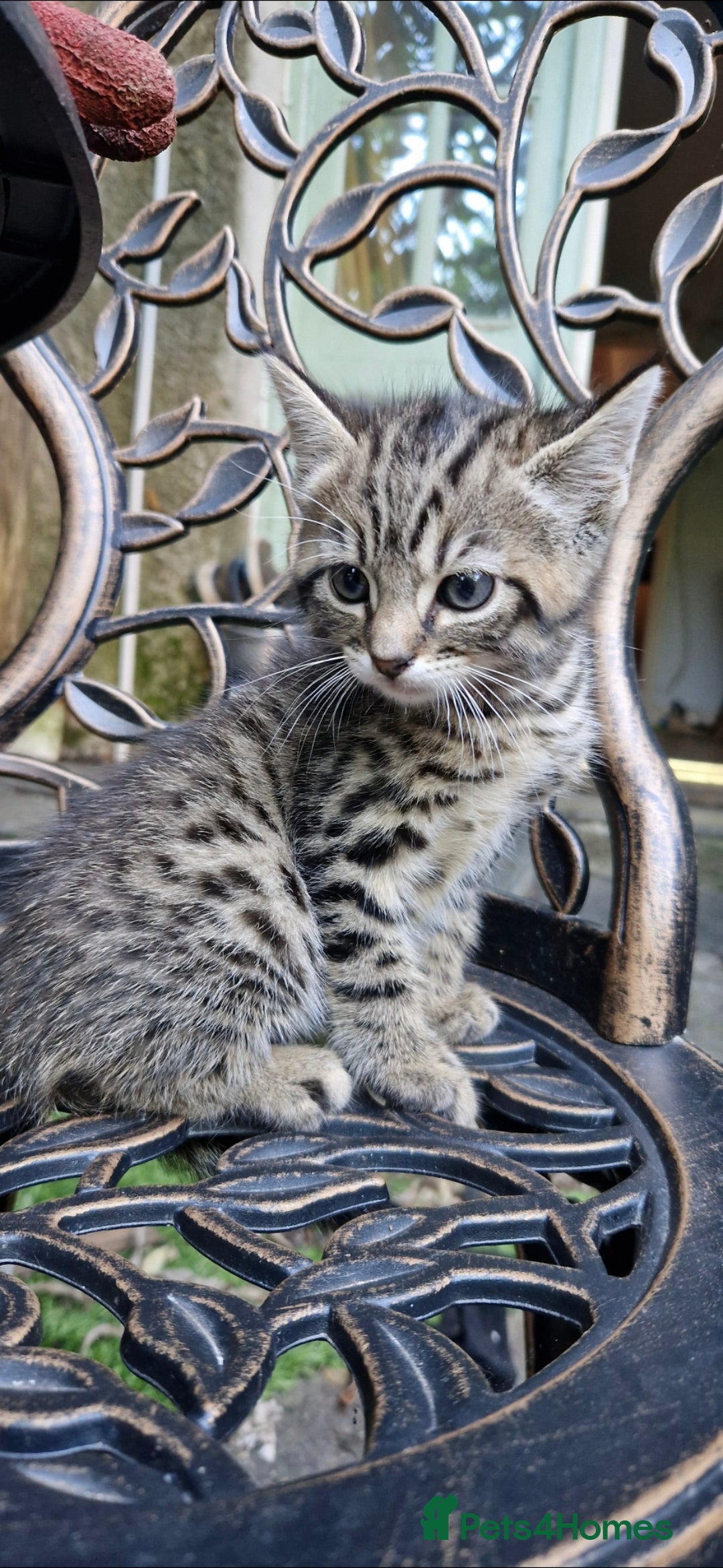 Bengal cats for sale: Bengal cross kittens  - Image 3