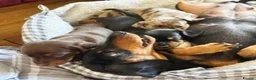 Miniature Dachshund dogs for sale: Beautiful Miniature Dachshund puppies in Norwich - Advert 3