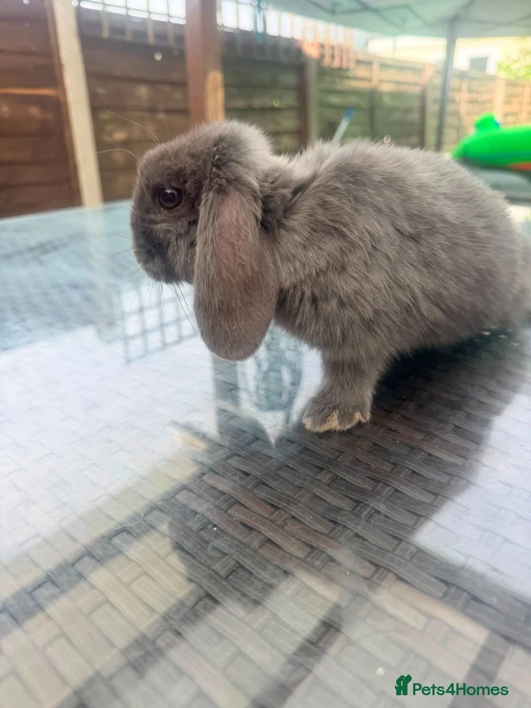 Mini Lop rabbits for sale: Grey mini lop male in Enfield - Advert 2