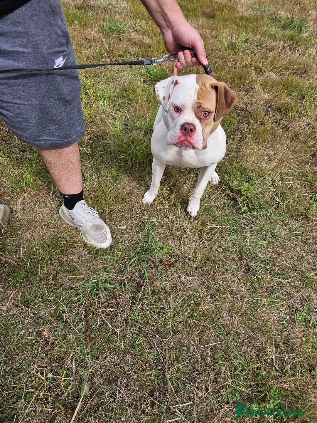 American Bulldog dogs for sale: For sale Johnson American bulldog - Image 3