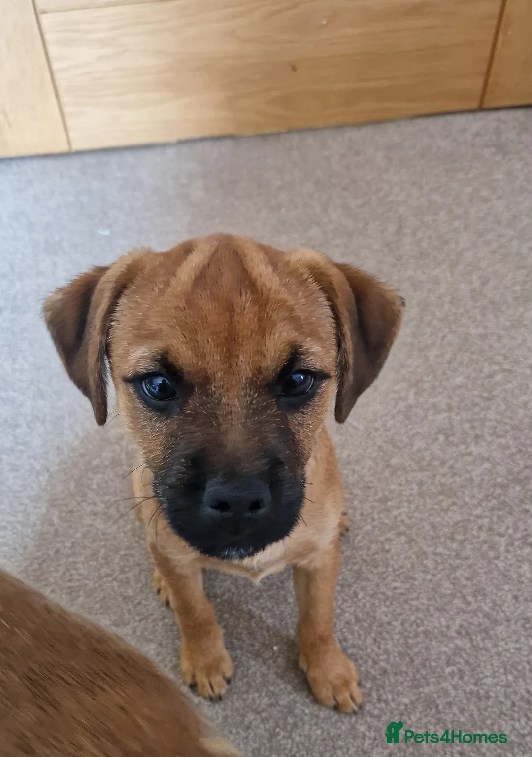 Mixed Breed dogs for sale: Border Terrier Cross Puppies - Advert 1