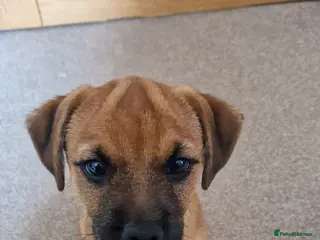 Mixed Breed dogs Border Terrier Cross Puppies - Advert 6
