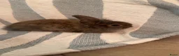 Mini Lop rabbits for sale: 4 adorable mini lops ready to go  - Advert 12
