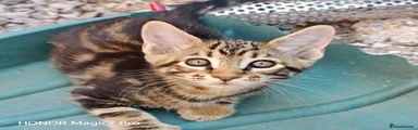 Maine Coon 5