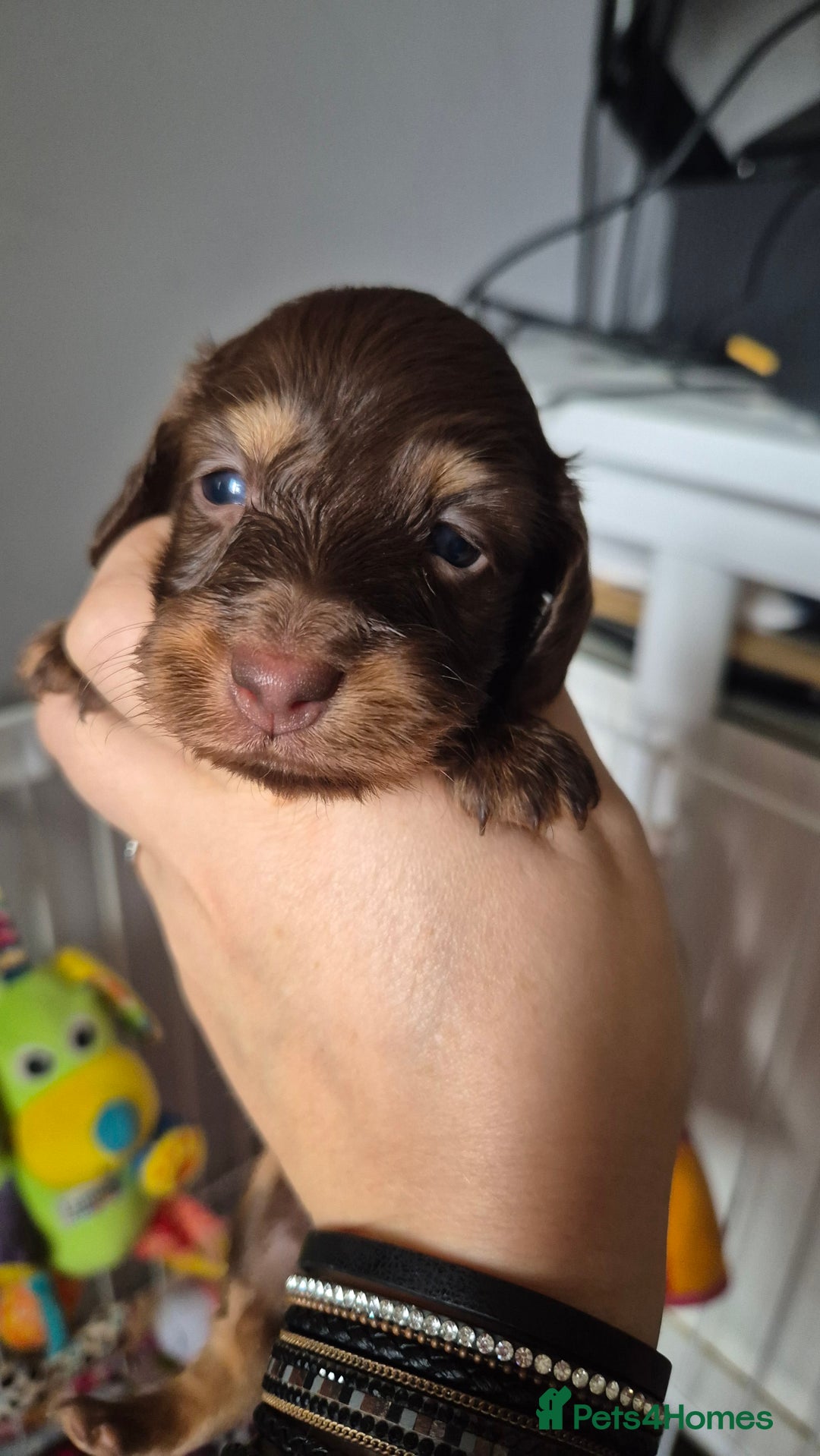 Miniature Dachshund dogs for sale: KC PRA clear Miniature dachshund puppies  - Image 5