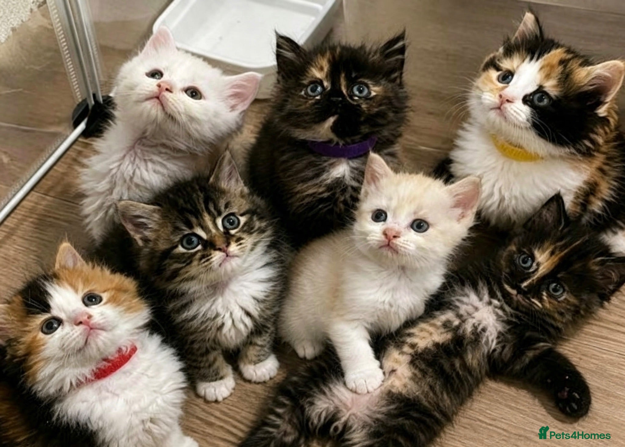 Maine Coon cats 🔥 READY NOW  full Maine coon 🔥 Amazing colour - Advert 1