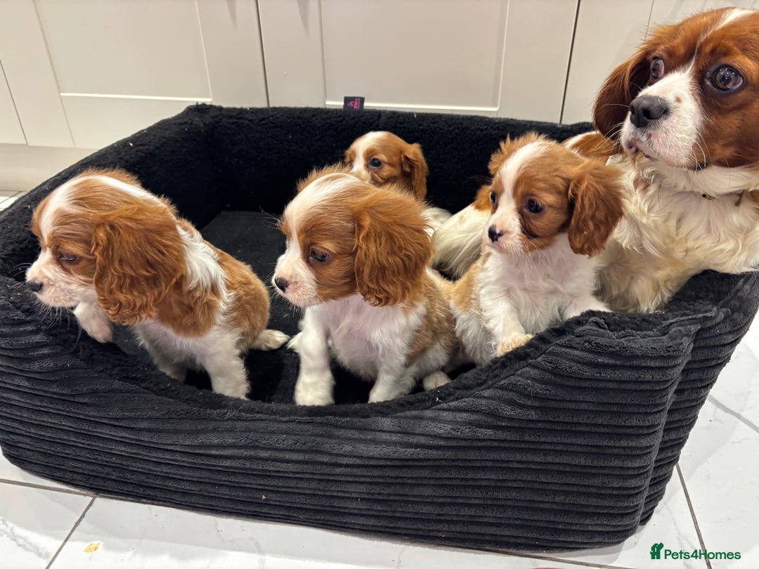 Cavalier King Charles Spaniel dogs for sale: Beautiful cavaliers looking for forever homes - Image 22