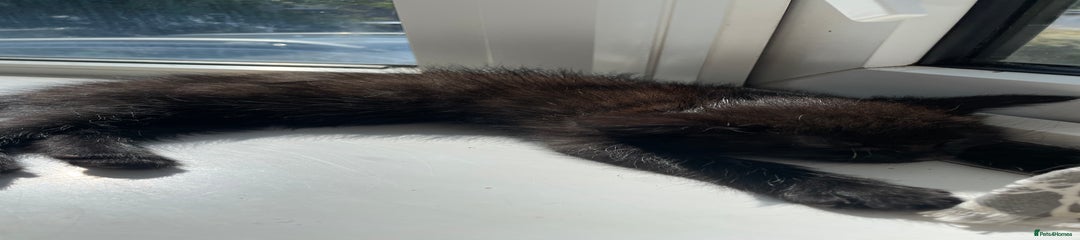 Mixed Breed Kitten 3