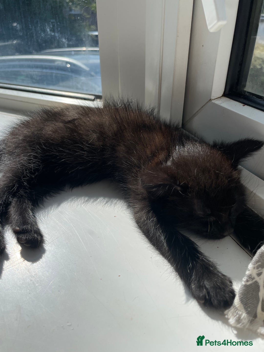 Mixed Breed cats for sale: Ragdoll cross beautiful friendly kittens - Image 9