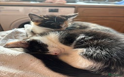 Domestic Shorthair cats for sale: 2 Black and White Kittens for sale - Image 7