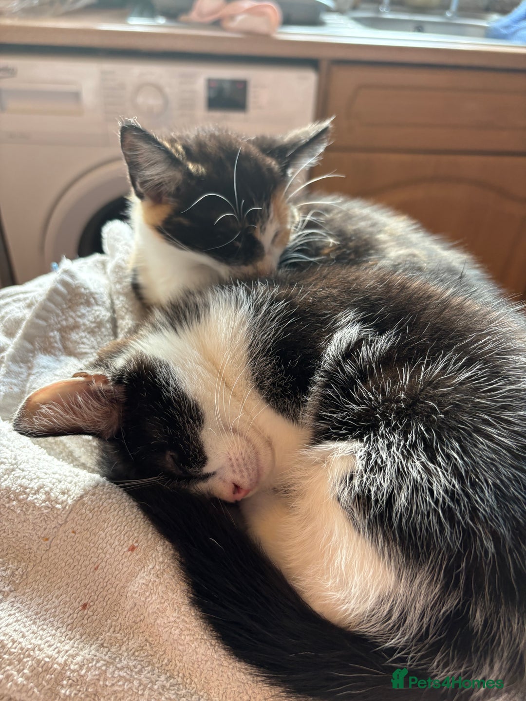 Domestic Shorthair cats for sale: 2 Black and White Kittens for sale - Image 7