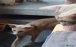 Oriental cats for sale: 2 male oriental short-hair  - Image 4