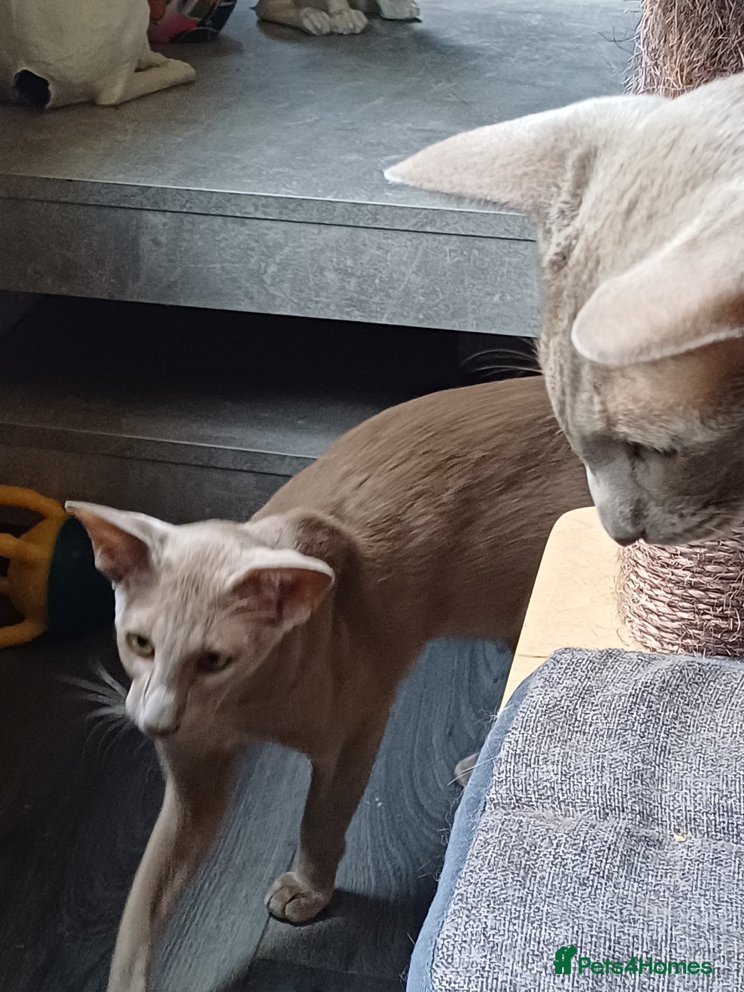 Oriental cats for sale: 2 male oriental short-hair  - Image 4