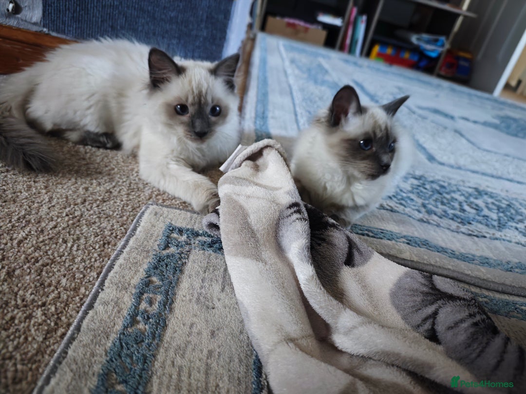Ragdoll cats for sale: 2😻Ragdoll kittens 💕 - Image 4