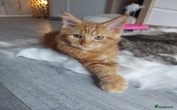 Maine Coon cats for sale: Beautiful XXL Maine-coon kittens 😸 ♥️  - Image 11