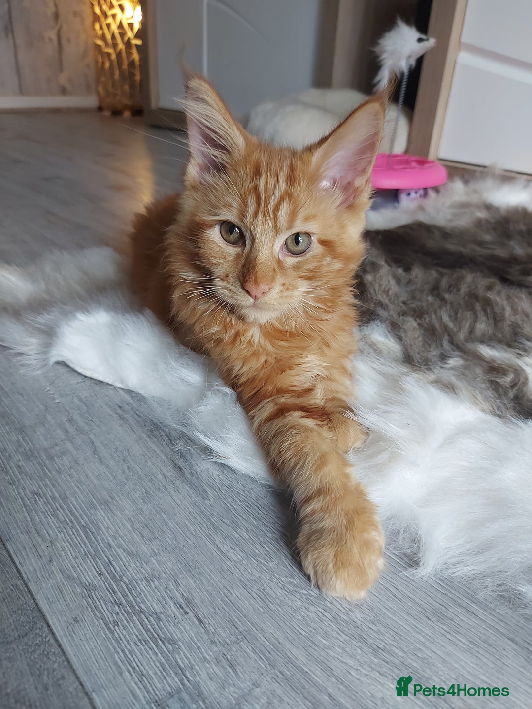 Maine Coon cats for sale: Beautiful XXL Maine-coon kittens 😸 ♥️  - Image 11