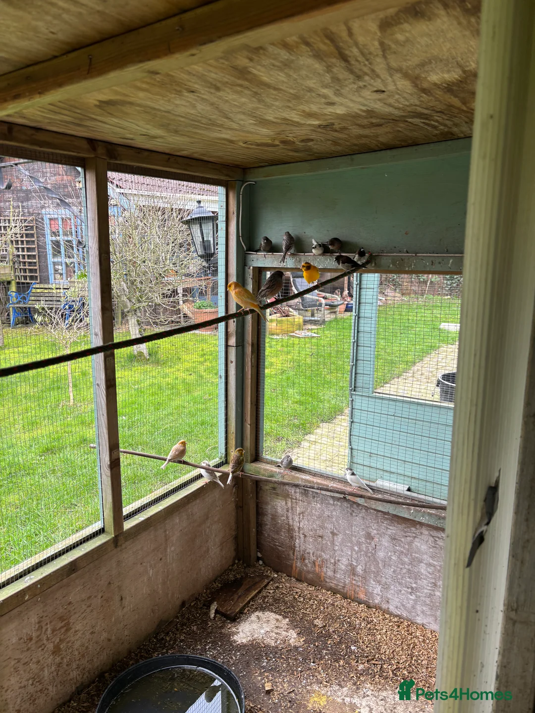 Mixed Breed birds for sale: Aviary birds  phone  **  in Rotherham - Advert 2