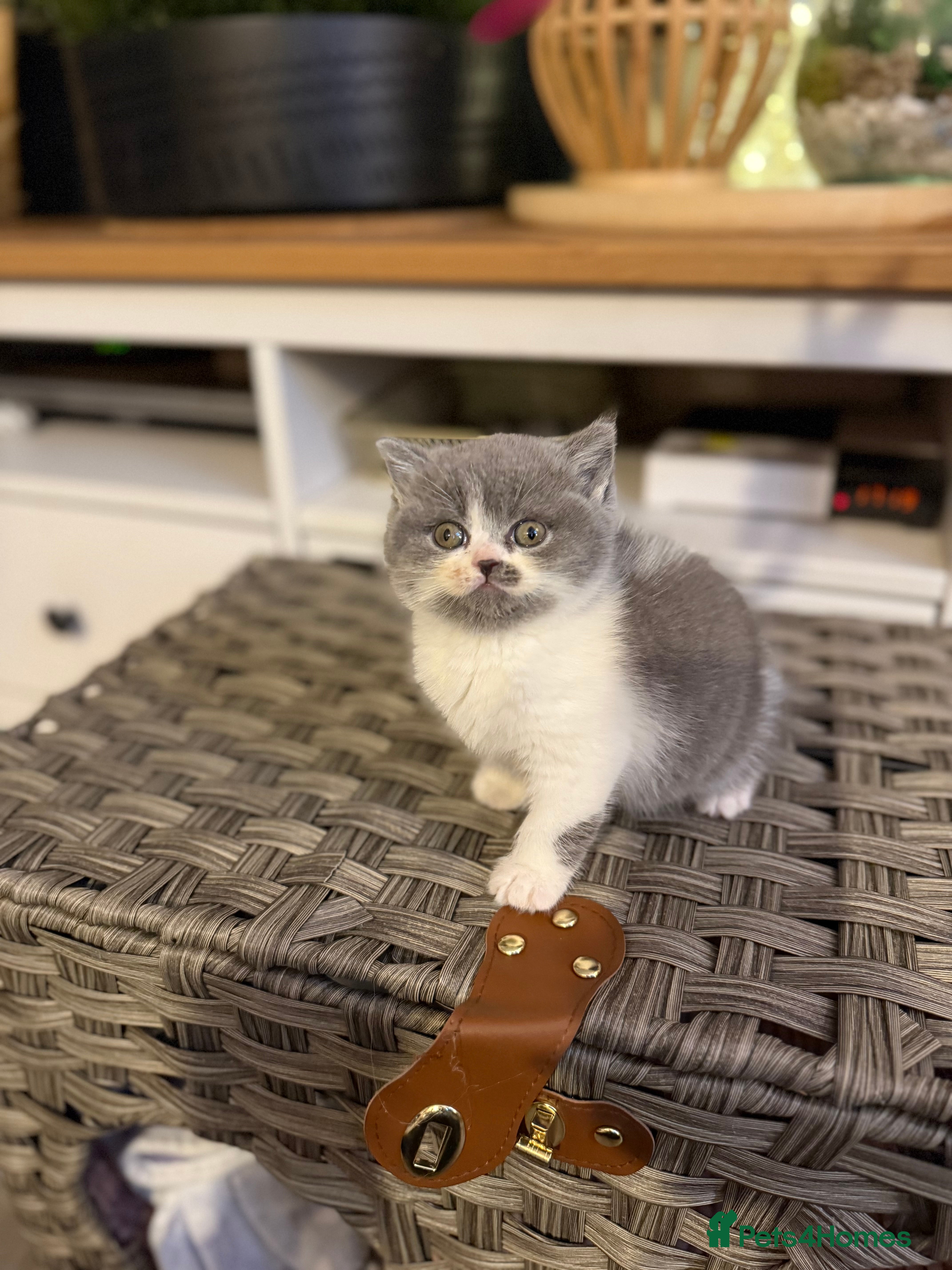 British Shorthair cats Pure British Shorthair outstanding quality 😻🥇🏆 - Advert 1