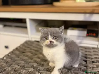 British Shorthair cats Pure British Shorthair outstanding quality 😻🥇🏆 - Advert 1