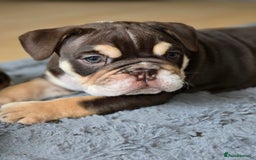 English Bulldog dogs for sale: English Bulldog puppie- Chocolate/tan & Brindle - Image 3