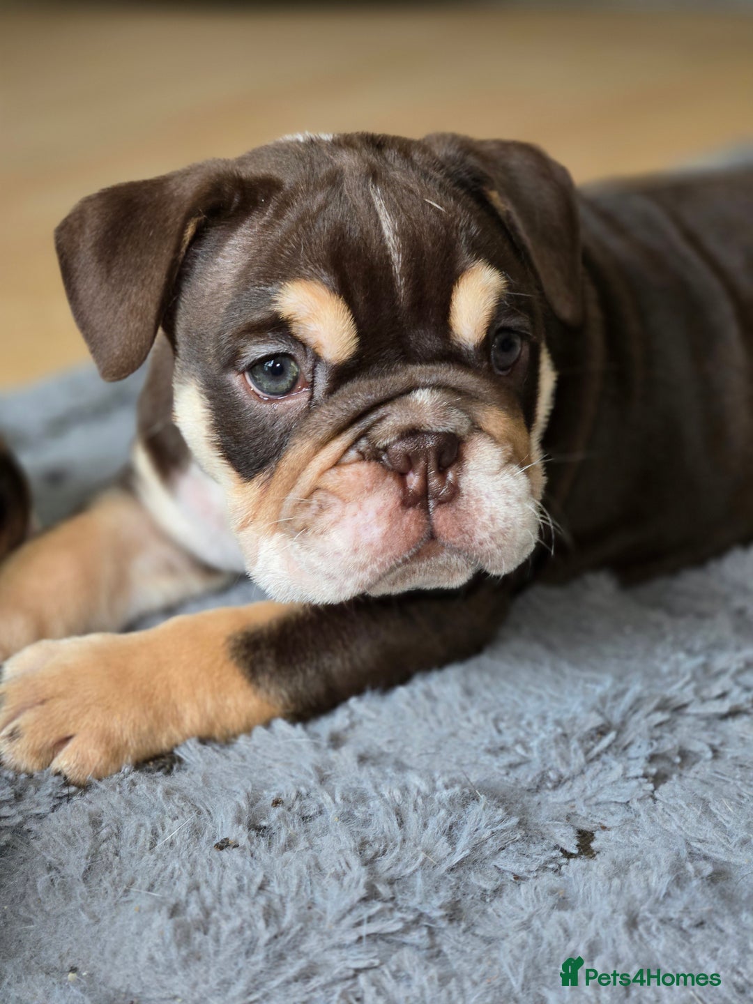 English Bulldog dogs for sale: English Bulldog puppie- Chocolate/tan & Brindle - Image 3