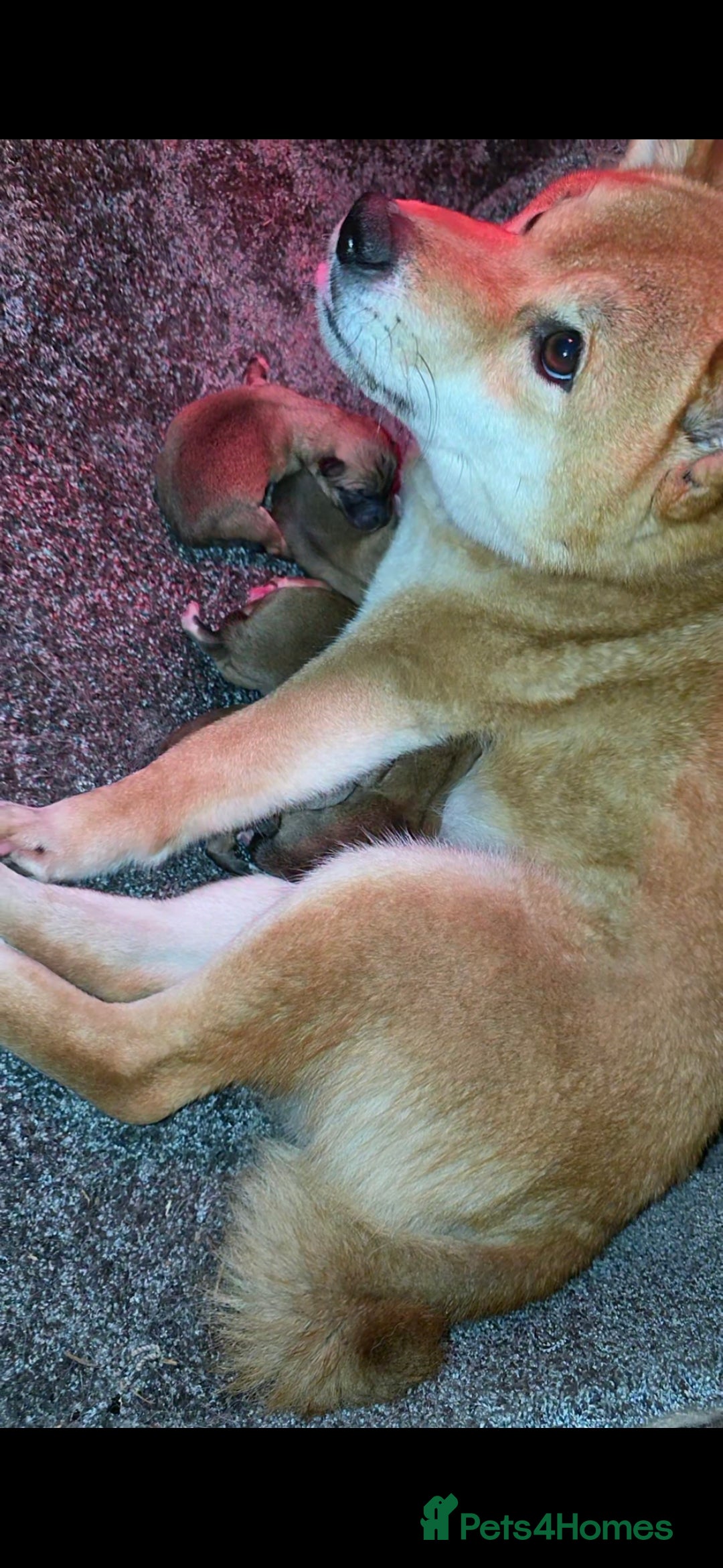 Japanese Shiba Inu dogs for sale: KC Reg Japanese Shiba inu Puppies - Advert 6