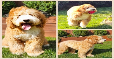 Cocker Spaniel dogs Hip0/0 Elbow 0/0 🌟Australian Labradoodle  - Advert 3