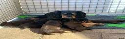 Cocker Spaniel dogs for sale: Quality Working Cocker Spaniel Pups KC reg - Advert 17