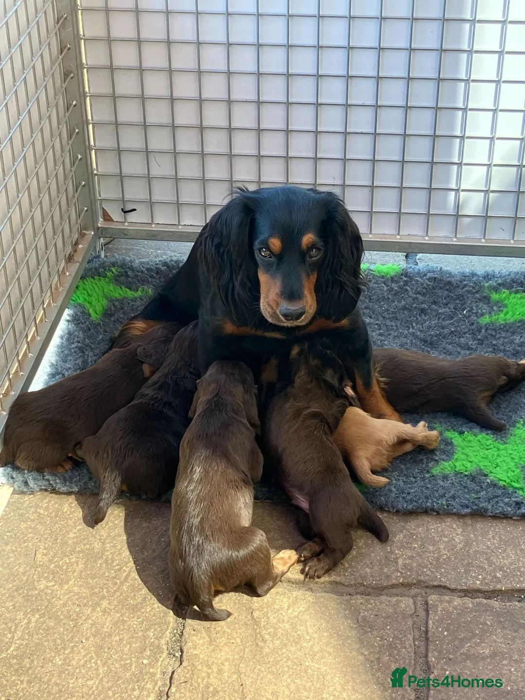 Cocker Spaniel dogs for sale: Quality Working Cocker Spaniel Pups KC reg - Advert 17