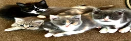 Scottish Fold cats for sale: Scottish Fold Kittens for sale - Advert 3