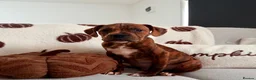 Boxer dogs for sale: Boxer puppy  - Advert 7