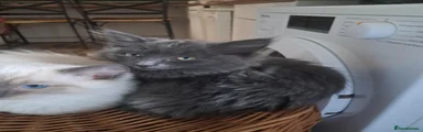 Maine Coon 1