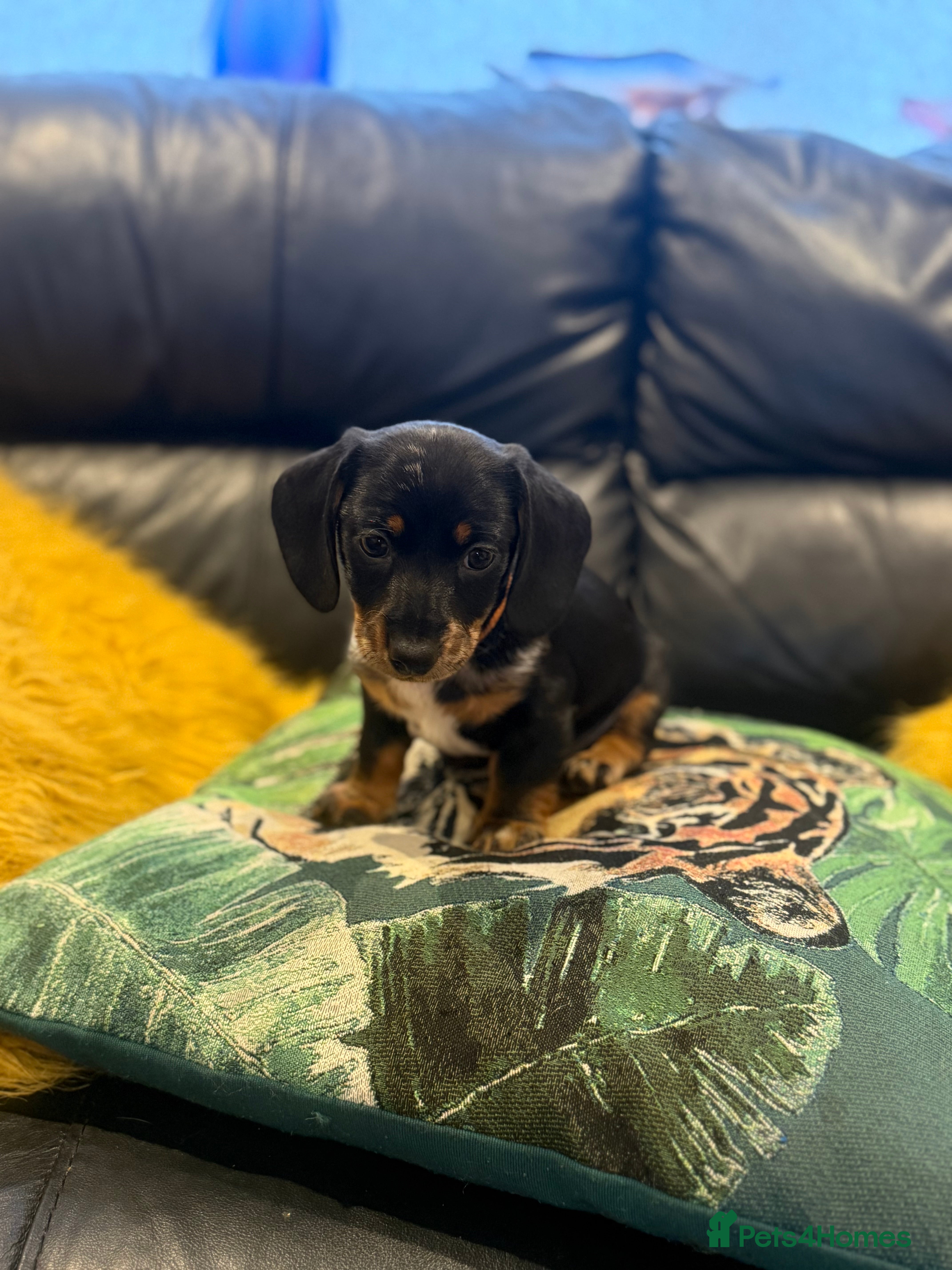 Miniature Dachshund dogs Miniature Daschund puppies - Advert 3