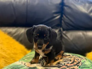 Miniature Dachshund dogs Miniature Daschund puppies - Advert 9