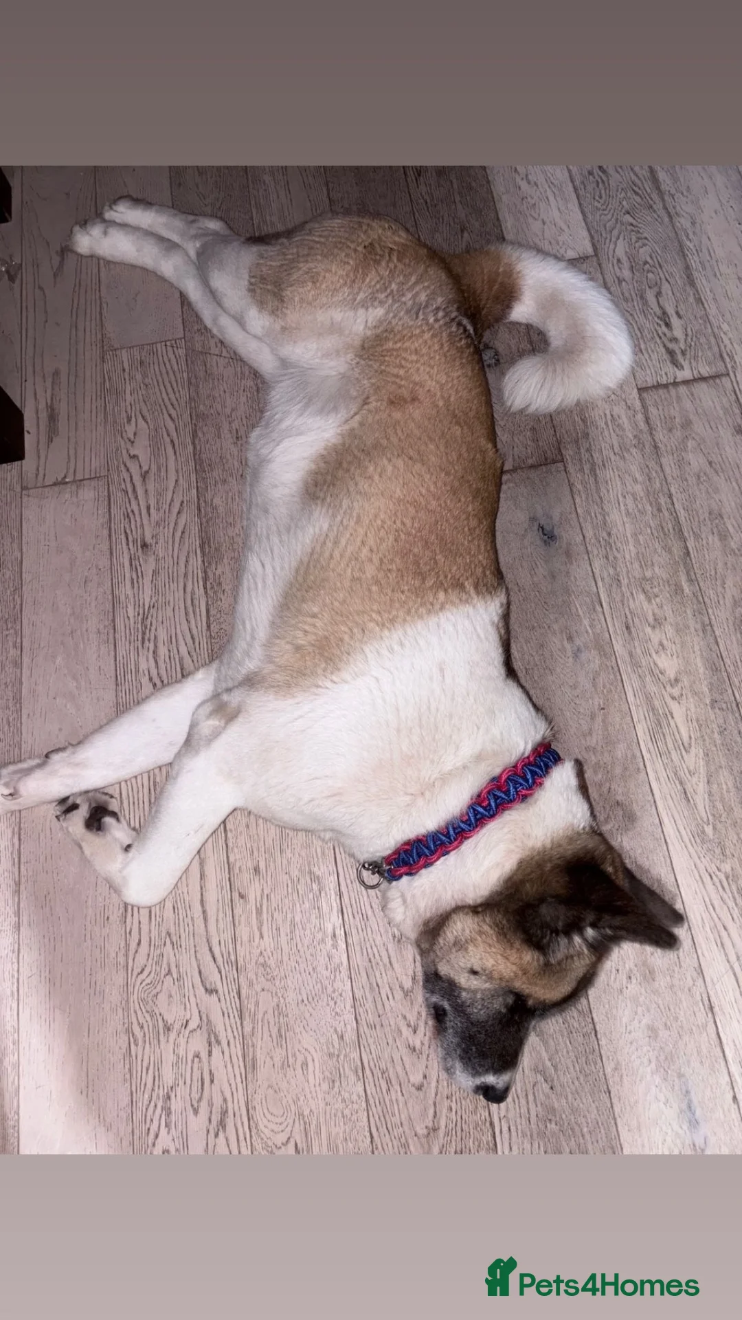 Akita dogs for sale: Americqn Akita Puppies for sale in Sheffield - Advert 1