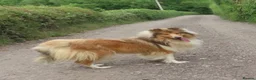 Rough Collie dogs for sale: Roughcollie girl for sale  in Worksop - Advert 2