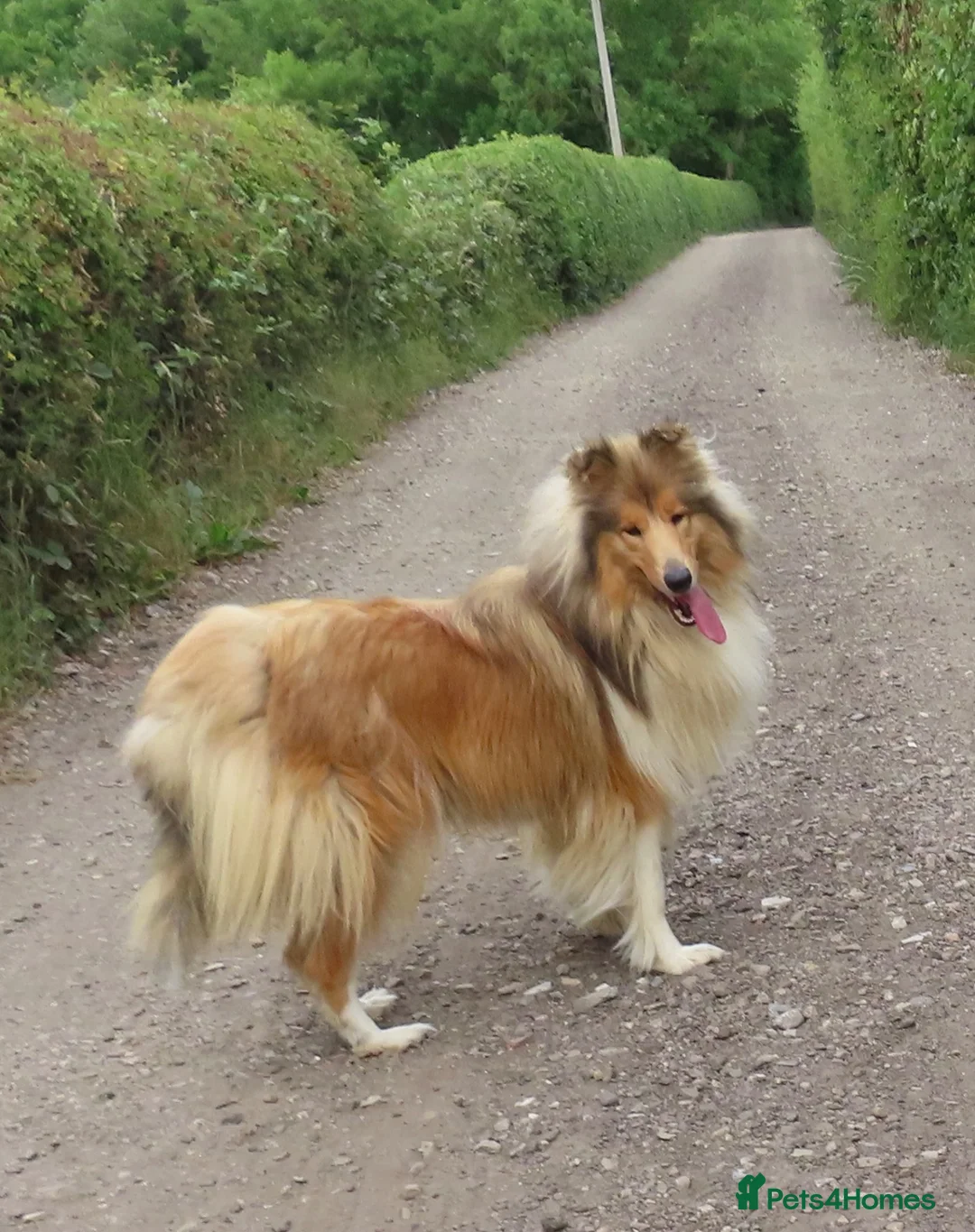 Rough Collie dogs for sale: Roughcollie girl for sale  in Worksop - Advert 2