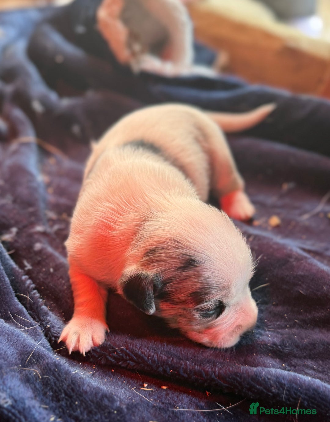 Mixed Breed dogs for sale: 4 beautiful spaniel X jack russel pups ❤️ - Image 4