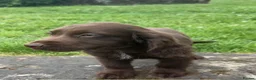 Sprocker dogs for sale: 3 Beautiful Sprocker Spaniels - Advert 3