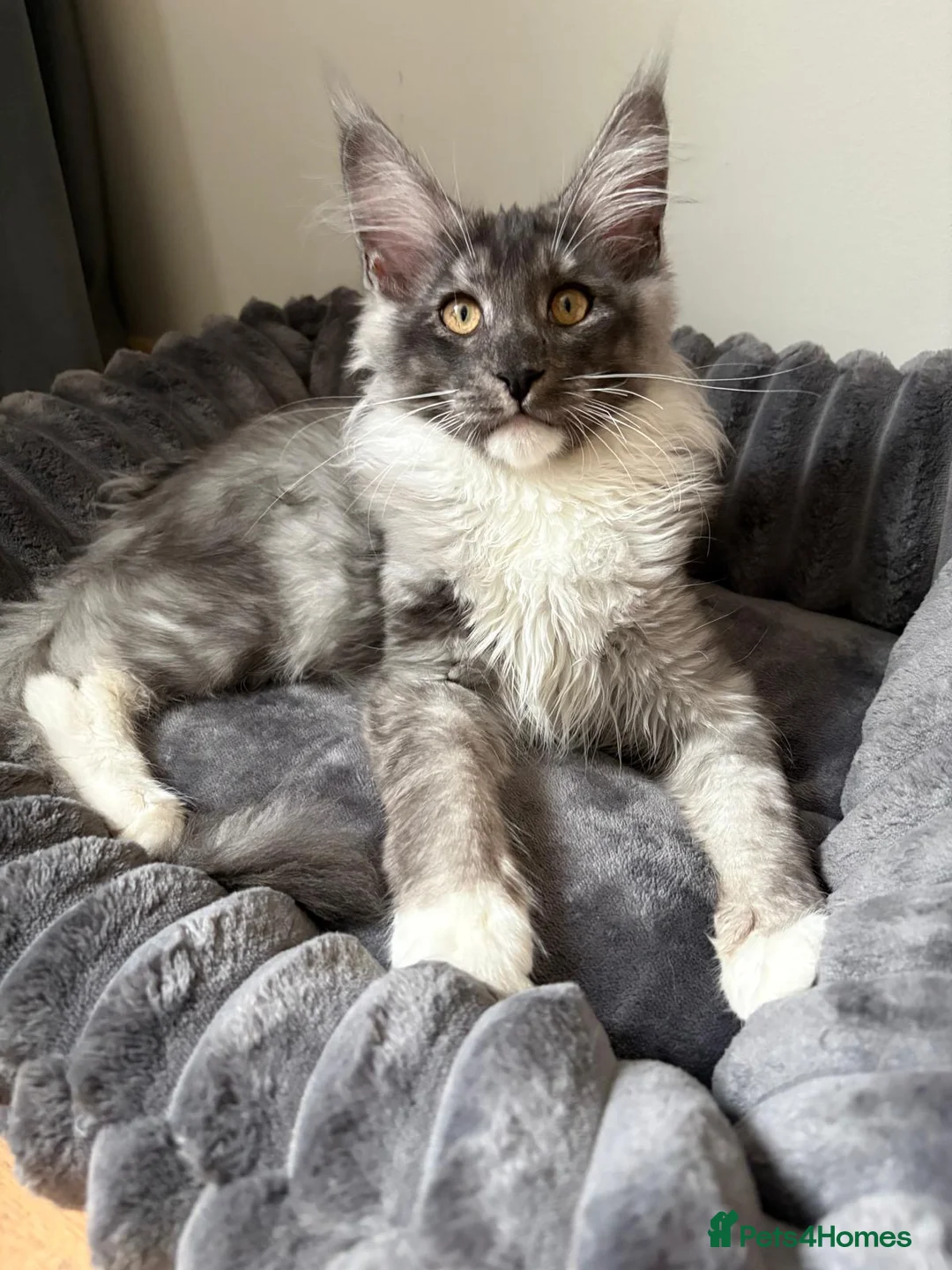 Maine Coon cats for sale: XL Maine Coon Kittens for Sale – TICA Reg - Advert 4