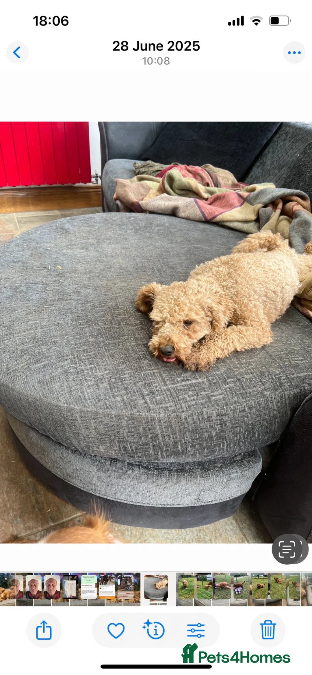 Cavapoo dogs for sale: Beautiful Cavapoo puppies. - Advert 6