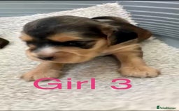 Cocker Spaniel dogs for sale: Kc show extensive health tests beautiful colours - Image 26