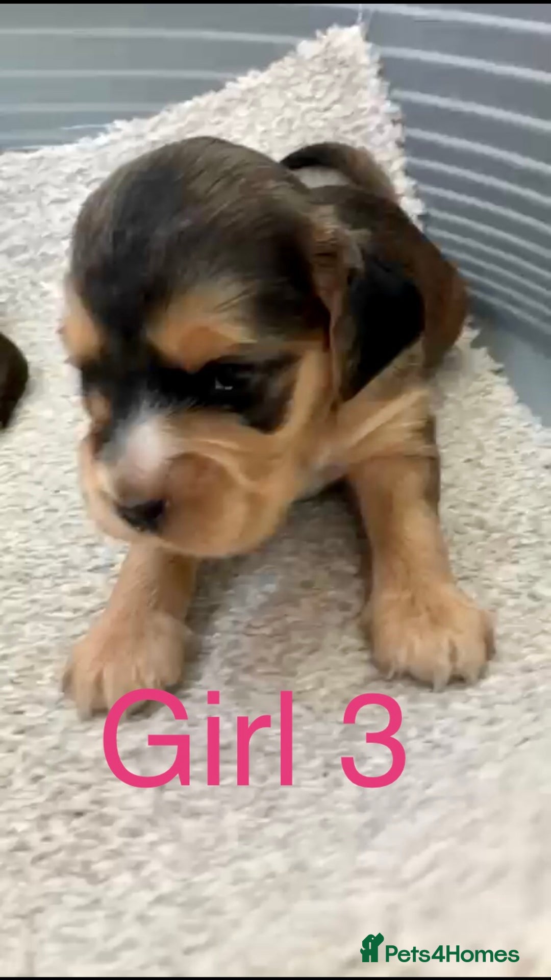 Cocker Spaniel dogs for sale: Kc show extensive health tests beautiful colours - Image 26