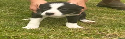 Border Collie dogs for sale: ⭐️BORDER COLLIE PUPS⭐️ READY TO GO - Advert 19