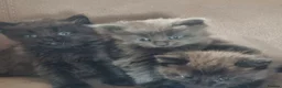 Mixed Breed cats for sale: Two beautiful half Maine Coon kittens - Advert 9