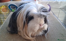 Guinea Pig rodents for sale: Various guineas for sale, see description  - Image 2