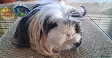 Guinea Pig rodents - Advert 5
