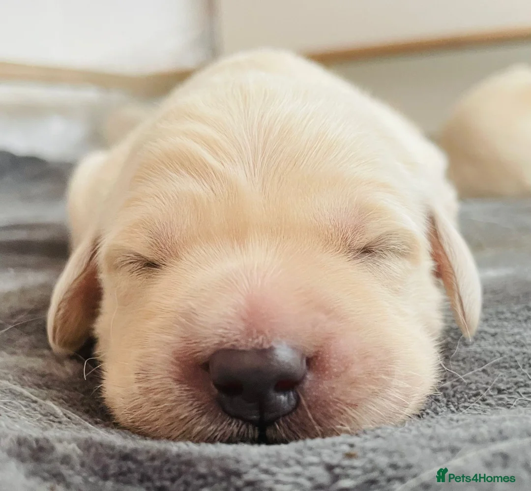 Golden Retriever dogs for stud: A proven gorgeous Golden Retriever for stud in Haywards Heath - Advert 23